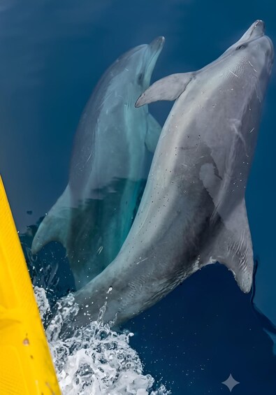 Picture 9 for Activity KRK: Plavnik island Cruise, Golden Beach & explore Blue Cave 5