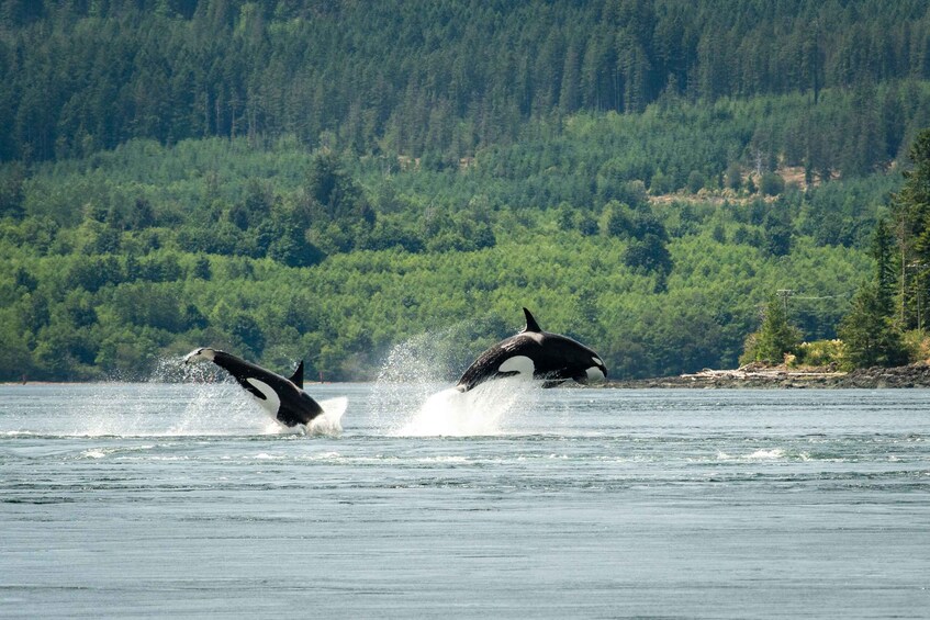 Two orcas breaching in a forested lake. 4