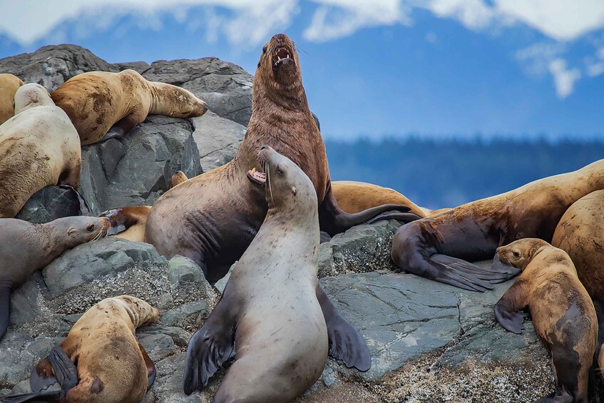 A group of seals resting on rocks with a mountainous background. 2