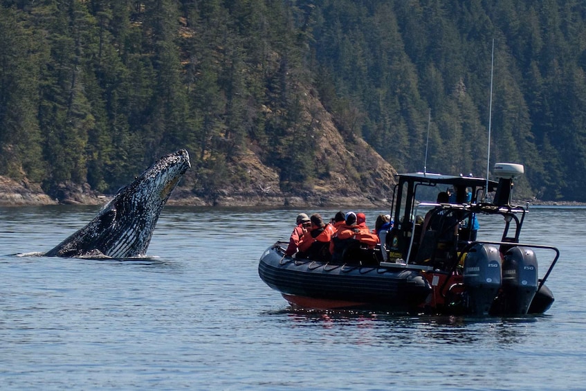 A boat with people wearing orange life jackets approaching a whale breaching the water. 1
