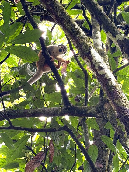 A lemur perched on a tree branch amidst dense foliage. 1