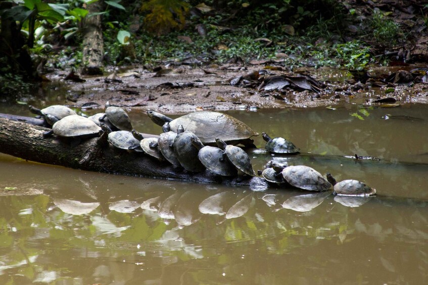 Picture 27 for Activity Grand Selva Tours 3 Day Jungle Expedition Ecuador all incl 2