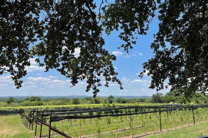 A vineyard with rows of grapevines under a clear sky. 1