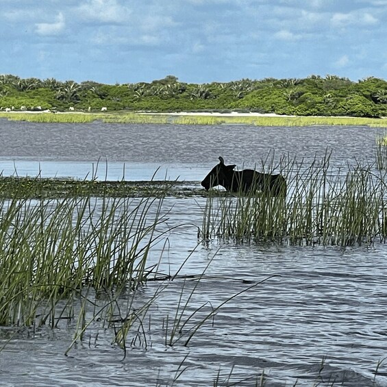 A cow in a waterlogged field with tall grass and a distant tree line. 5
