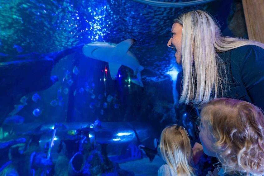 Une personne observe un aquarium dans lequel se trouve une grande sculpture de dauphin. 2