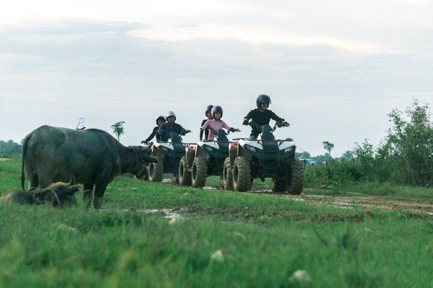 A group of people on ATVs with a buffalo in a grassy field. 2