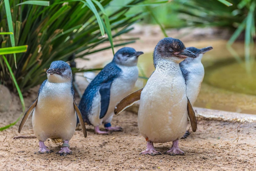 A group of penguins standing on sandy ground with green foliage in the background. 3
