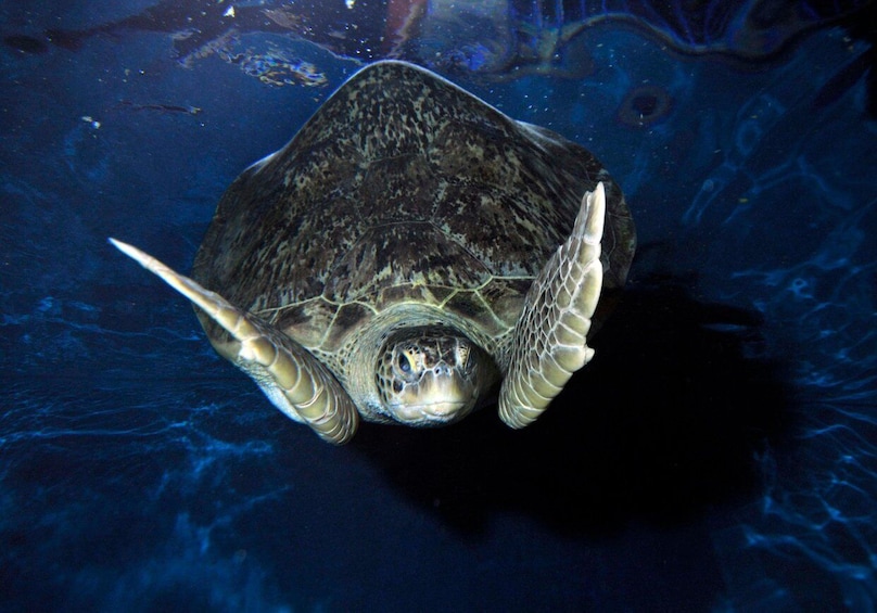 A sea turtle swimming underwater. 2
