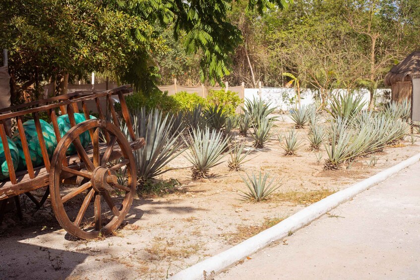 Picture 13 for Activity Cozumel: Private Buggy Tour to Punta Sur Park All Inclusive 2