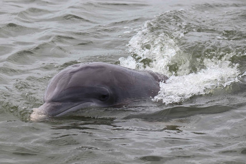 En delfin svømmer i vandet. 4