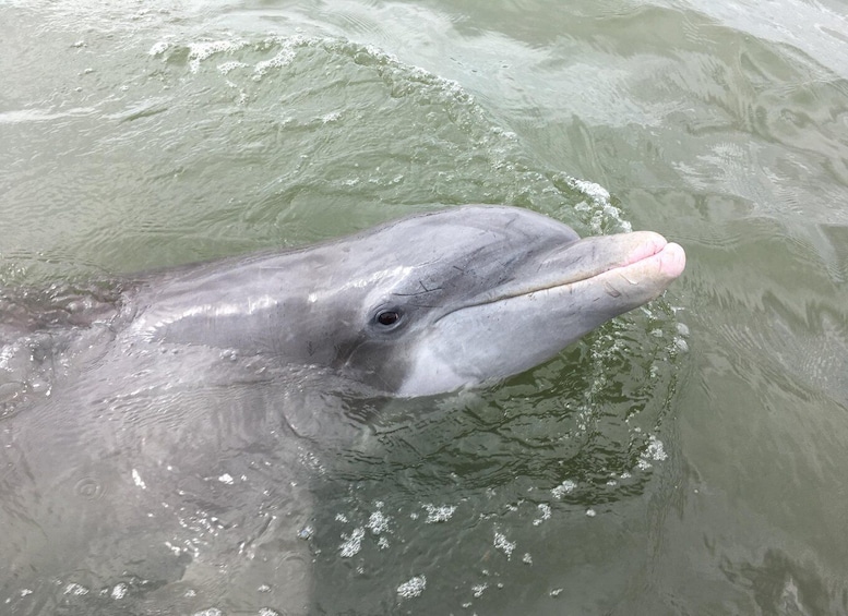 En delfin svømmer i krystalklart vand. 1