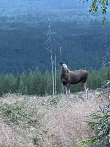 Picture 5 for Activity Sälen: Evening Moose Safari in the Forests 2