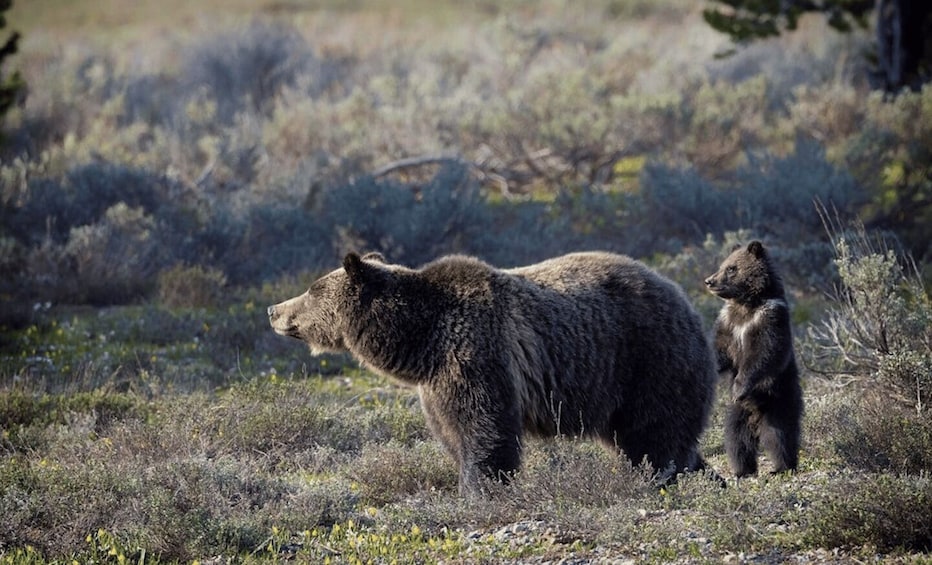 Picture 1 for Activity Grand Teton: Private Guided Tour (Sunset) 5