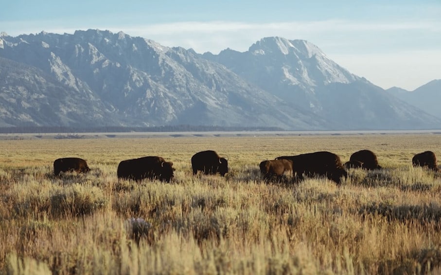 Picture 3 for Activity Grand Teton: Private Guided Tour (Sunset) 4