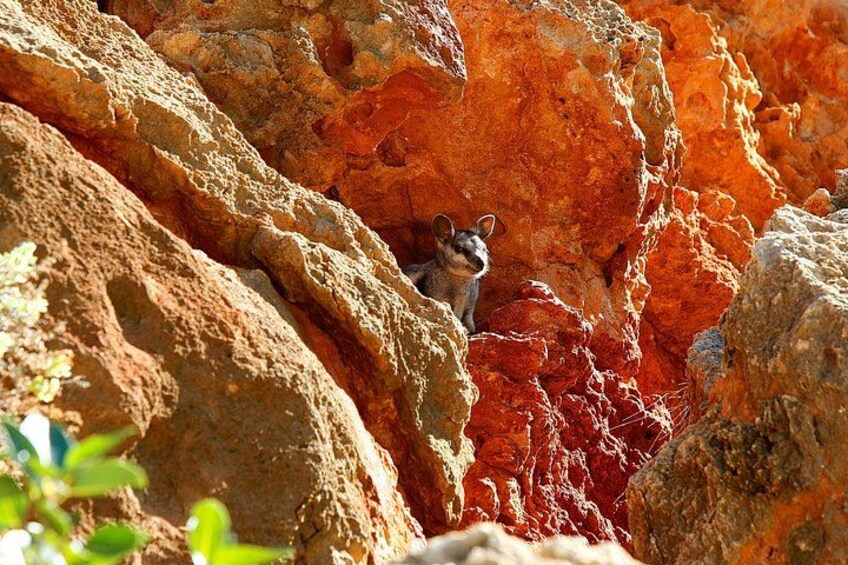 A rock formation with a small animal, possibly a marsupial, in a crevice. 4
