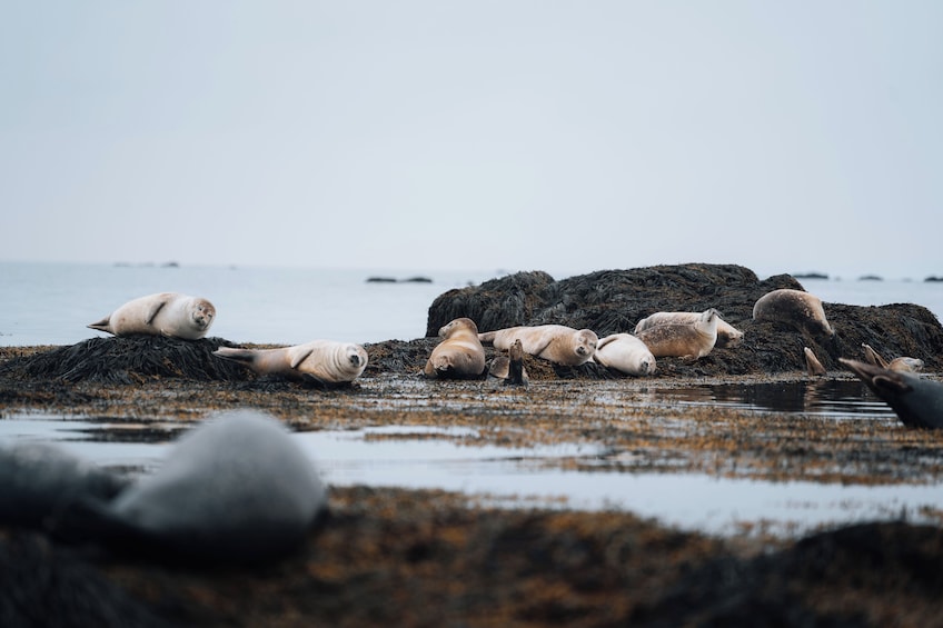 Un gruppo di otarie riposa su una spiaggia rocciosa con l'oceano sullo sfondo. 5