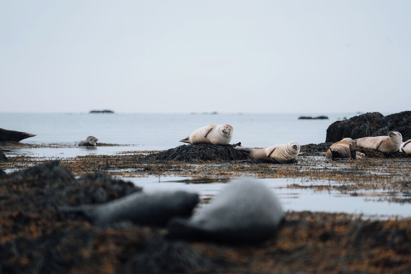 Un gruppo di otarie riposa su una spiaggia rocciosa con l'oceano sullo sfondo. 4