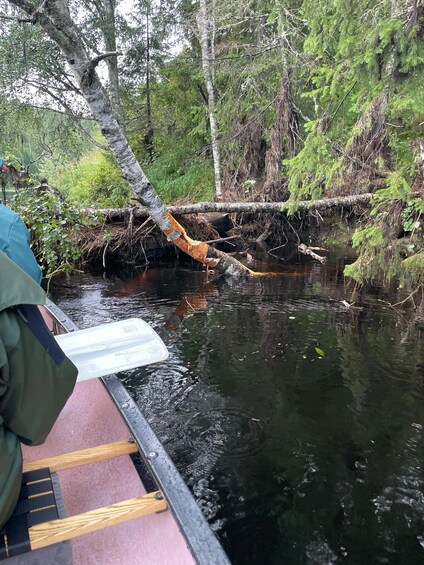 Picture 4 for Activity Sälen: Evening Beaver Safari by Canoe 3