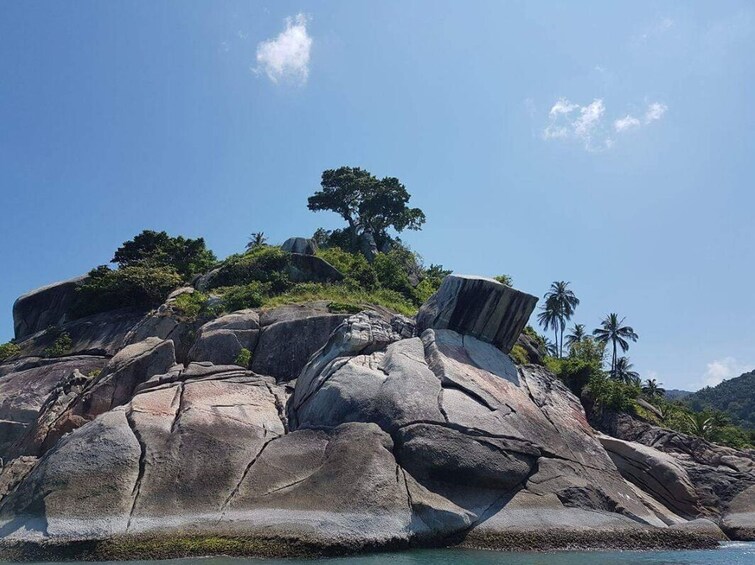 A large rock formation with a tree on top, surrounded by greenery and palm trees. 3