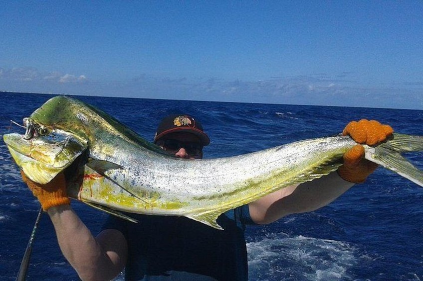 Mahi Mahi fish so nice they named it twice. Catching big ones fishing offshore Fort Lauderdale 3