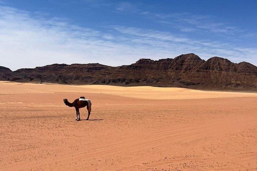 A camel standing in a desert with sand dunes and mountains in the background. 3