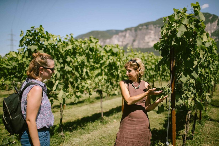 Mezzocorona: Teroldego Vineyard Tour and Wine Tasting 1