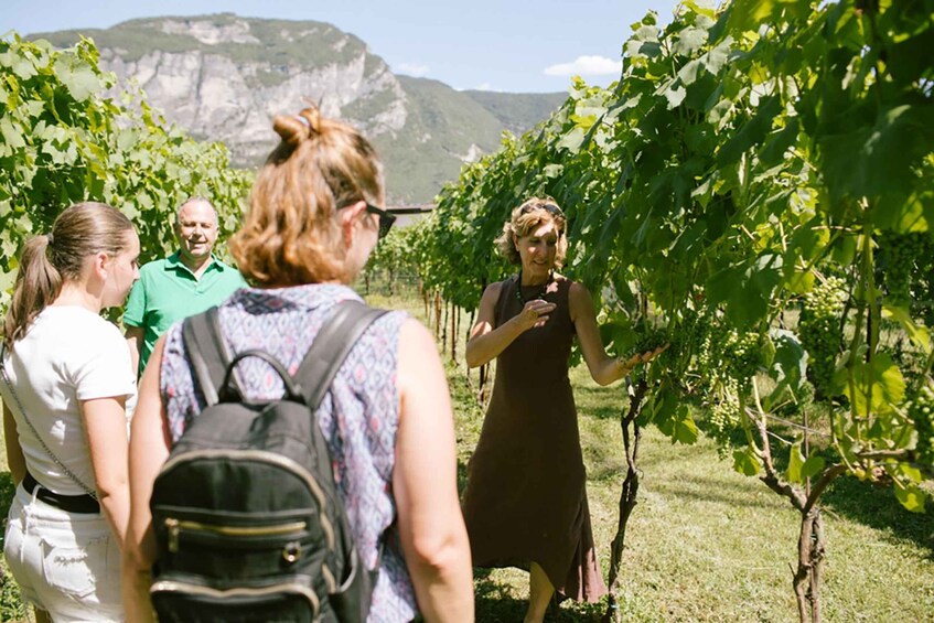 Picture 3 for Activity Mezzocorona: Teroldego Vineyard Tour and Wine Tasting 4
