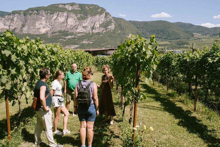 Picture 8 for Activity Mezzocorona: Teroldego Vineyard Tour and Wine Tasting 2