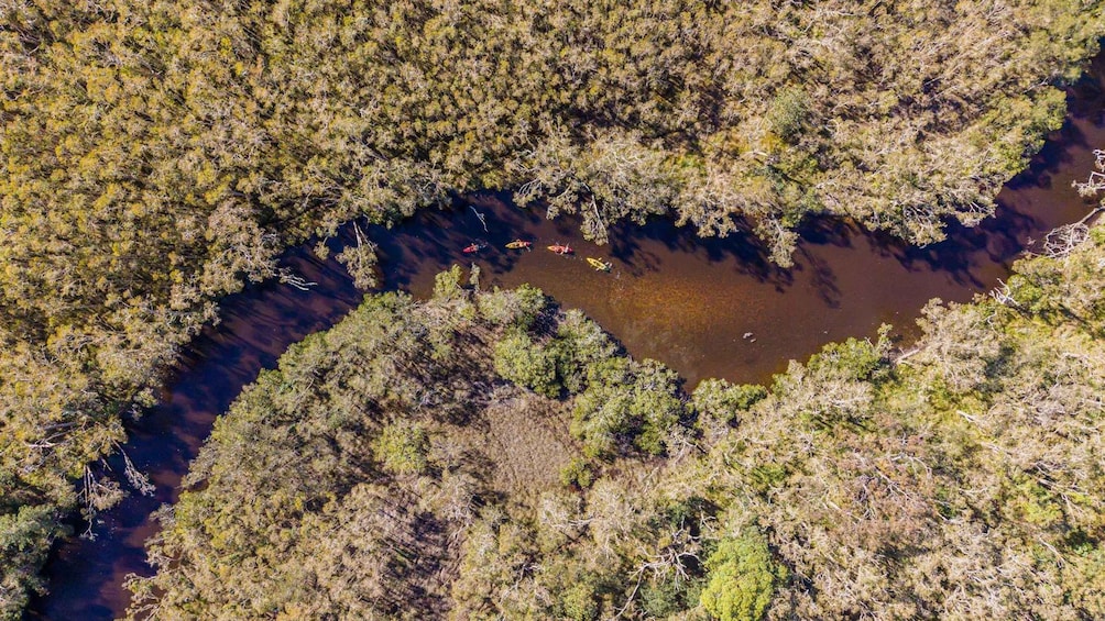 Noosa: Noosa Everglades and Stingray Sanctuary Kayak Tour 1