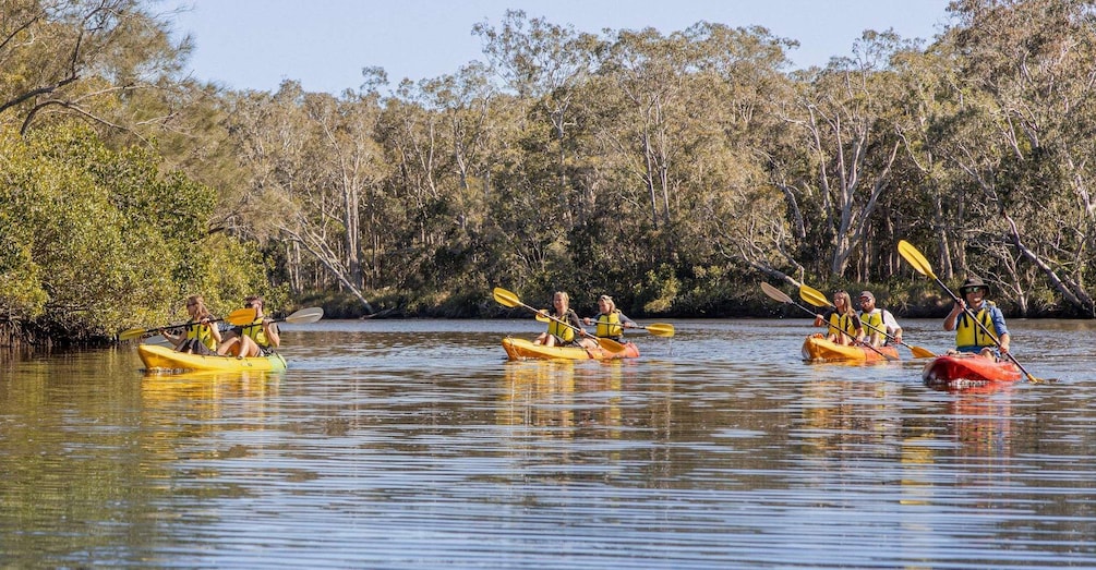 Picture 8 for Activity Noosa: Noosa Everglades and Stingray Sanctuary Kayak Tour 2
