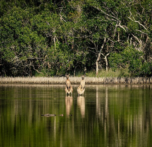 Picture 7 for Activity Noosa: Noosa Everglades and Stingray Sanctuary Kayak Tour 4
