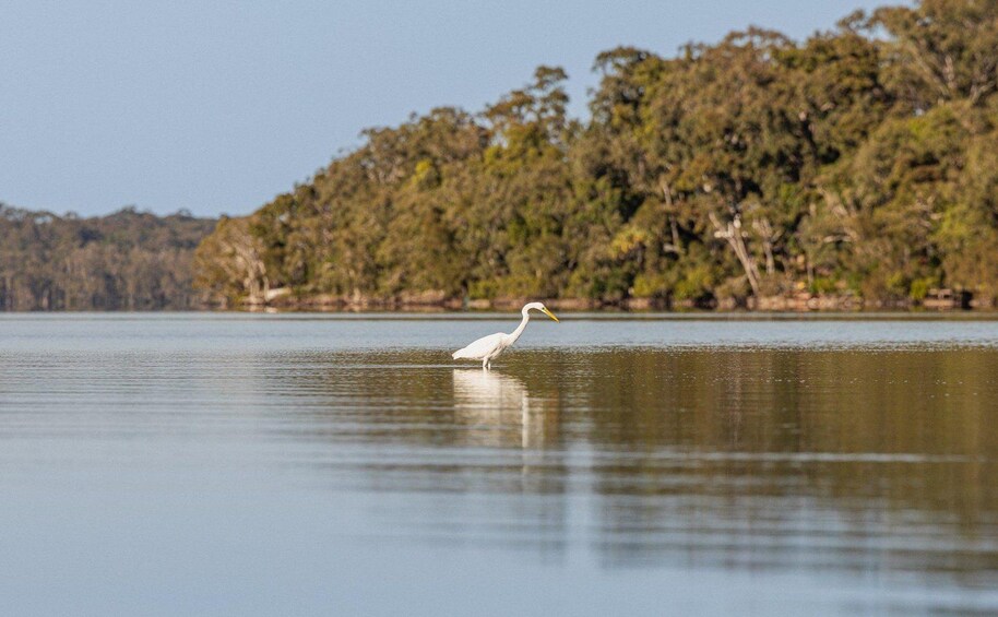 Picture 6 for Activity Noosa: Noosa Everglades and Stingray Sanctuary Kayak Tour 5