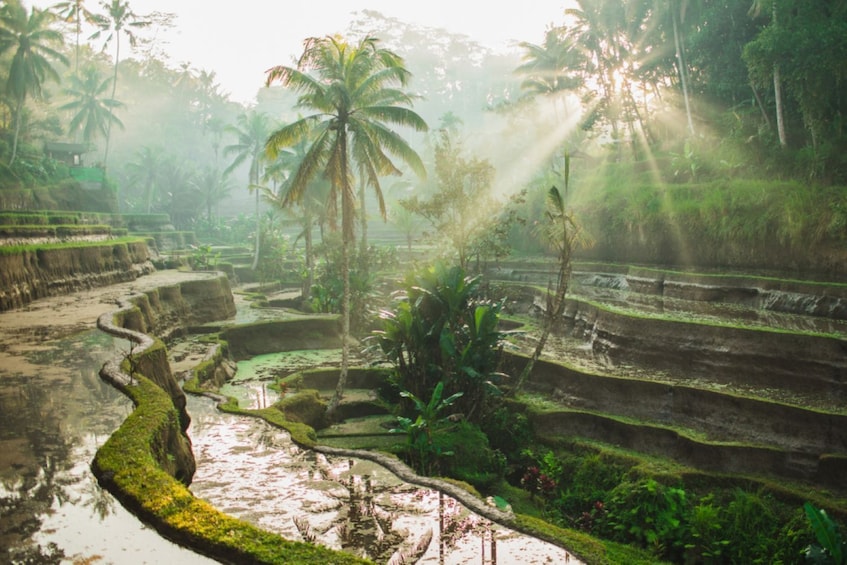 Tegalalang Day Tour: Rice Terraces, Sacred Springs & Jungle Adventures 2