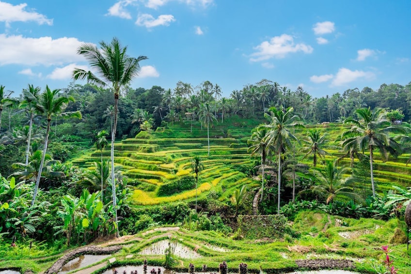 Tegalalang Day Tour: Rice Terraces, Sacred Springs & Jungle Adventures 3