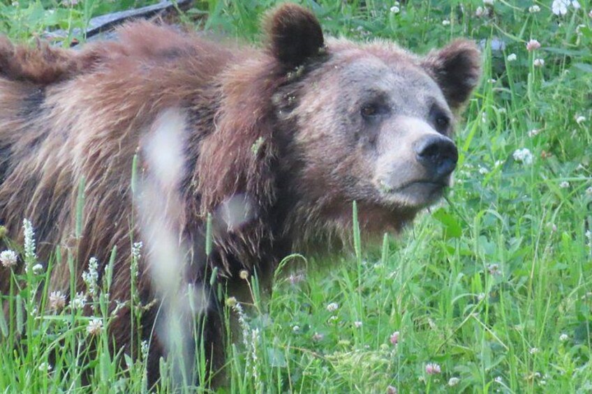 Un oso en un área con césped y flores silvestres. 5