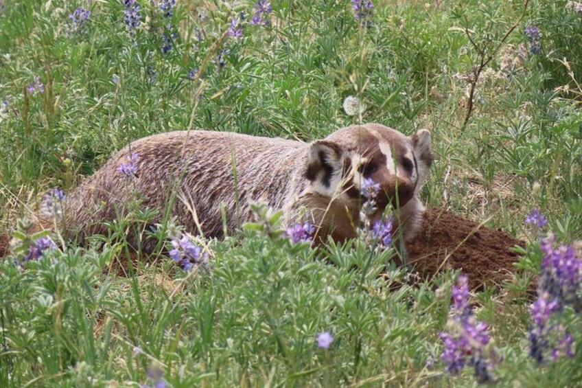 Un mapache en un campo con flores moradas. 4