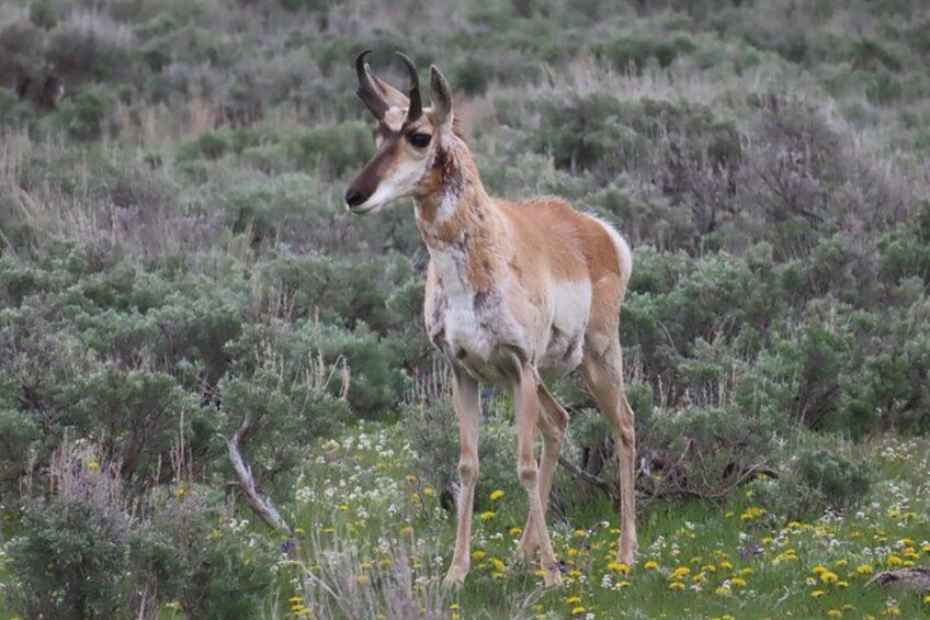 Un antílope americano pastando en un campo con arbustos y flores silvestres. 4