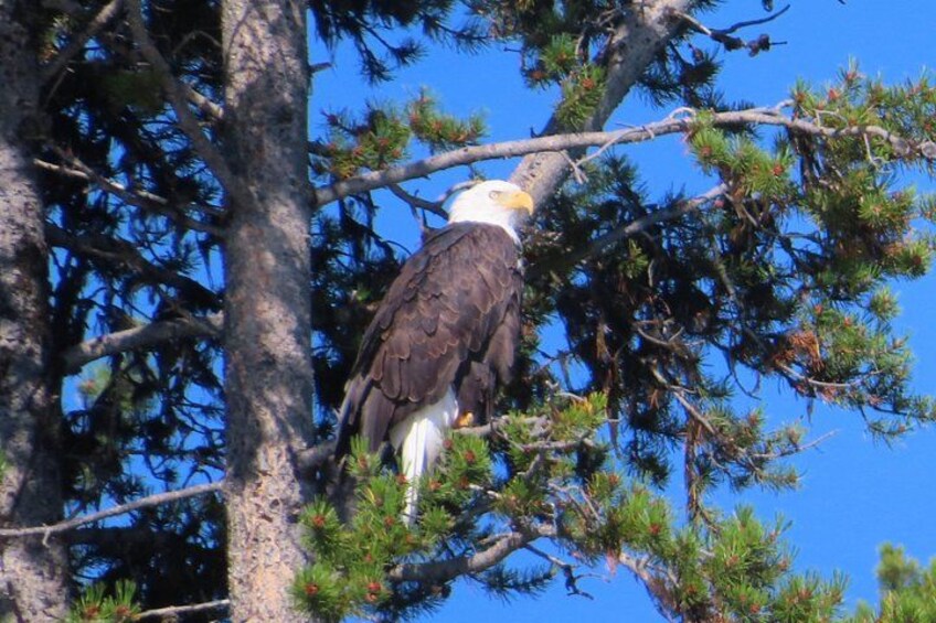 Un águila calva posada en una rama de árbol con agujas de pino. 2