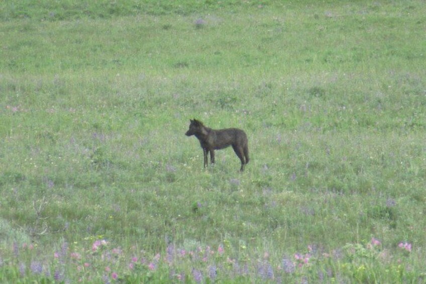 Un animal solitario en un campo lleno de flores silvestres. 3