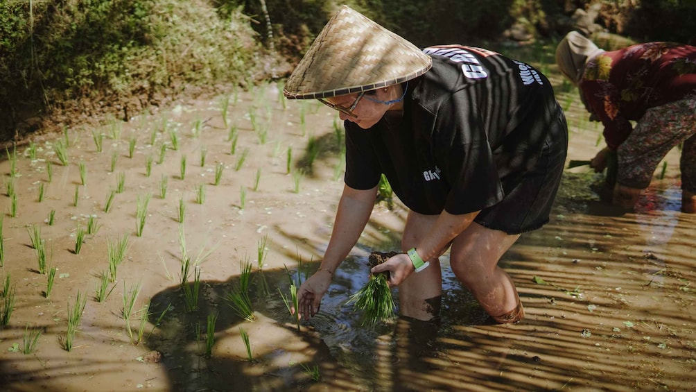 A person planting rice seedlings in a flooded field. 1