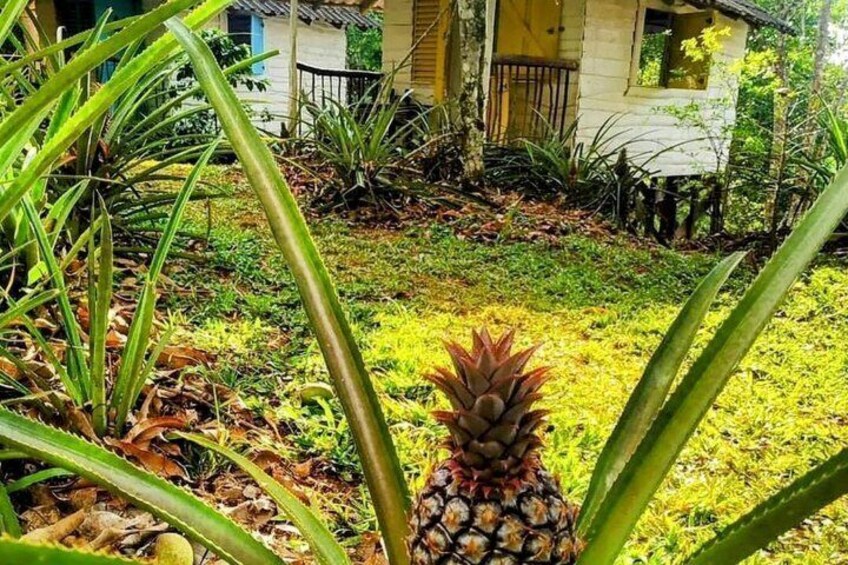AMBER COVE-TAINO BAY Super Buggy Tour 2