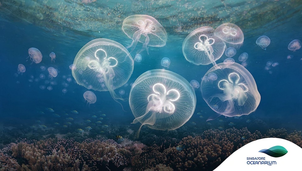 Singapore Oceanarium Experience 2