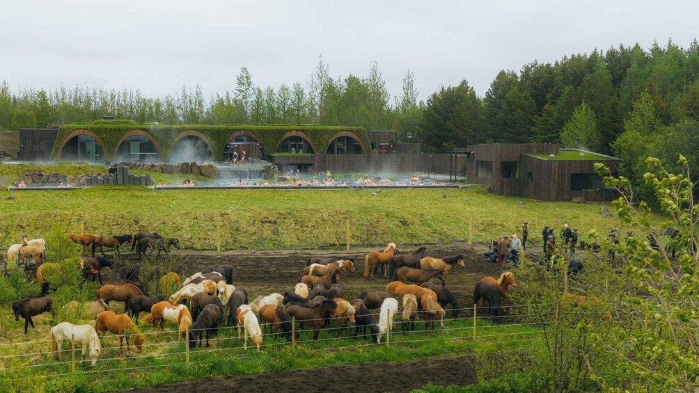 Picture 6 for Activity Laugarás Lagoon Entry Admissions 3