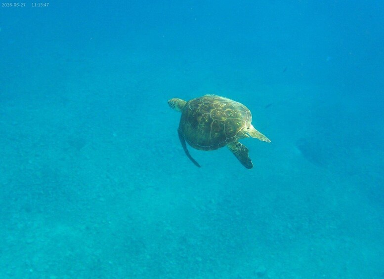 Picture 2 for Activity Vanuatu: Turtle and Snorkeling Tour with Lunch 5