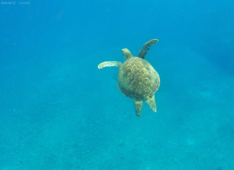 Picture 4 for Activity Vanuatu: Turtle and Snorkeling Tour with Lunch 5