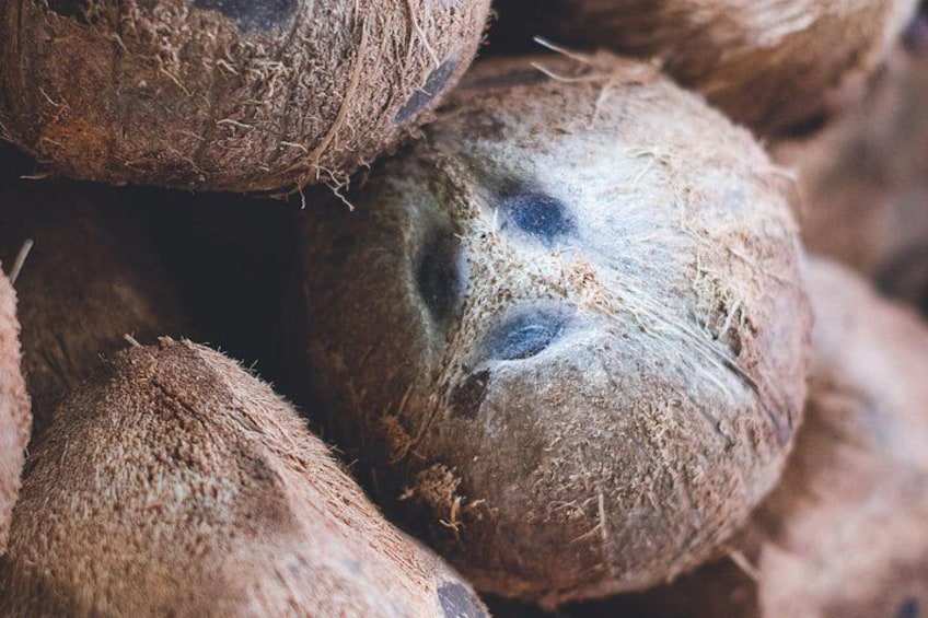 A close-up of coconuts with visible mold spots. 3