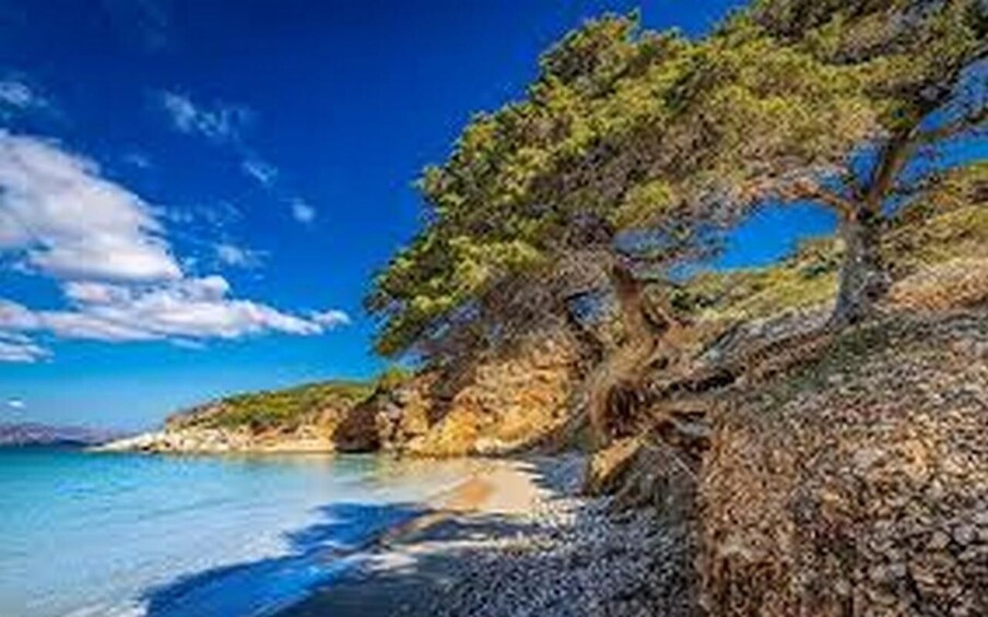 A coastal landscape with a clear blue sky, a sandy beach, and a large tree on rocky terrain. 2