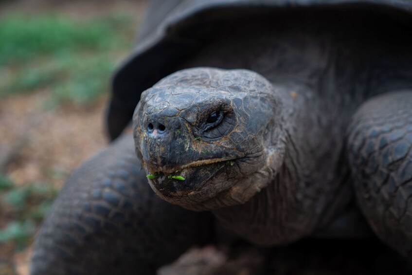Primer plano de la cabeza de una tortuga, con textura detallada en el caparazón. 1
