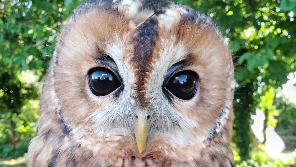 A close-up of an owl's face with large eyes and a yellow beak. 2