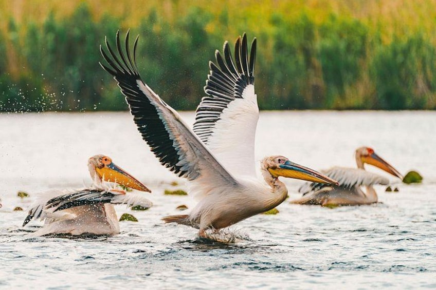 Pelicans flying over water with their wings spread wide. 2